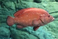 Red bright fish from the aquarium